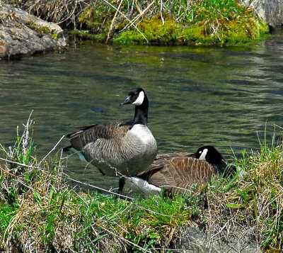 nature center Gees.jpg