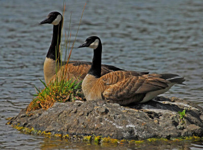 Nature Center Geese.jpg