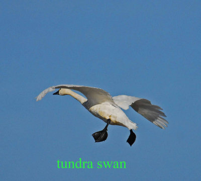 TUNDRA SWAN IN RICE FIELDS.jpg