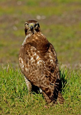 Hawk on the ground in rice field.jpg