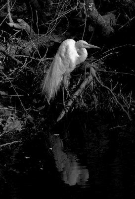 BW  great egret on feather river.jpg