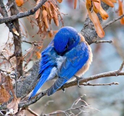 2 BLUE BIRD.jpg