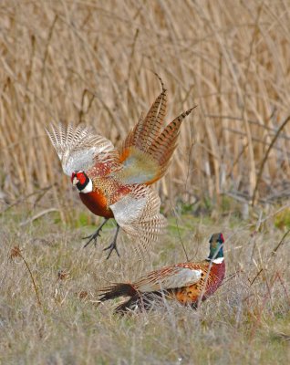 pretty pheasants in gray lodge.jpg march 2nd