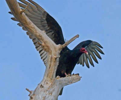 Vulture in Gray Lodge.jpg