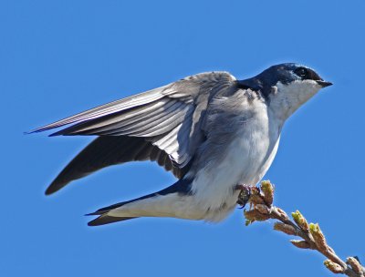 1 tree swallow.jpg