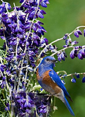 good looking male blue bird copy.jpg