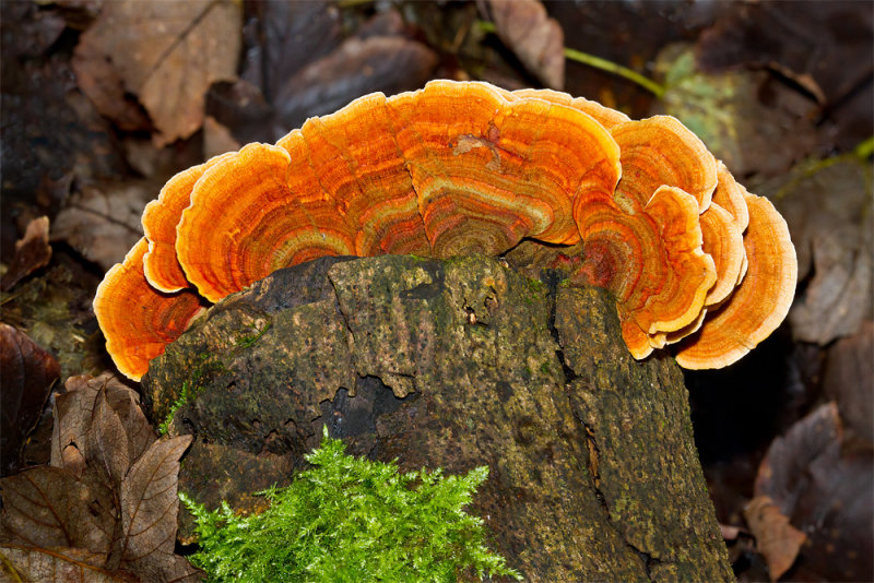 Week 44 - Fungi in the Woods.jpg