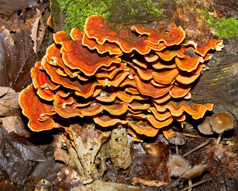 Week 44 - Fungi in the Woods 2.jpg