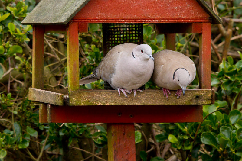 Week 08 - February Garden - Collared Doves.jpg