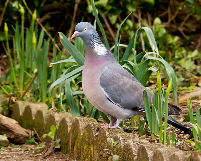Week 08 - February Garden - Wood Pigeon.jpg