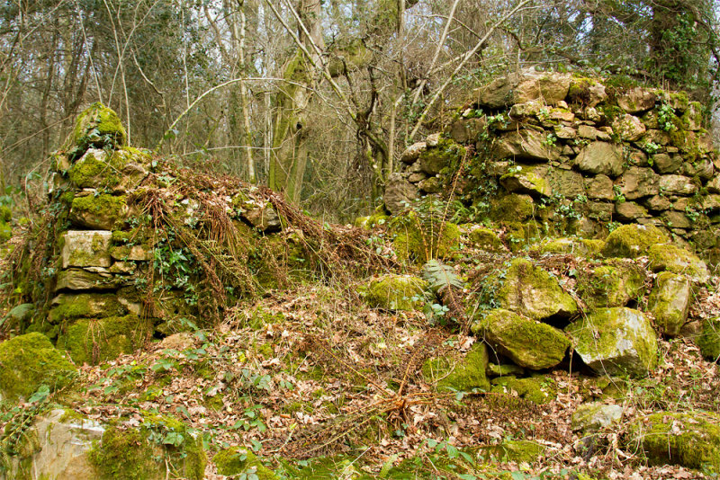 Week 11 - Andrews Wood - ruins.jpg