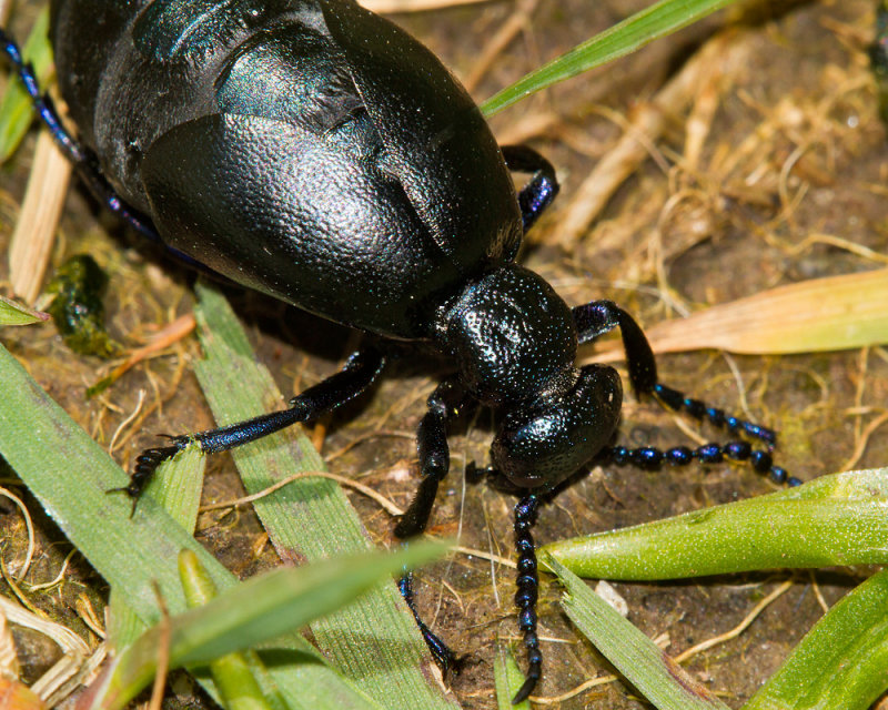 Week 14 - Black Oil Beetle - Meloe proscarabaeus.jpg