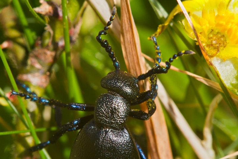 Week 14 - Black Oil Beetle - Meloe proscarabaeus male.jpg