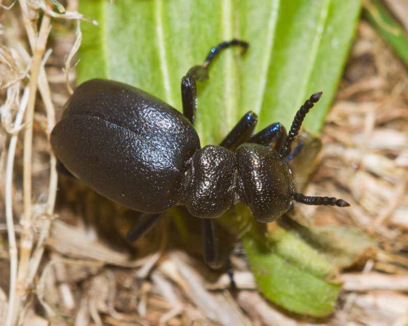 Week 14 - Short-necked Oil Beetle - Meloe brevicollis.jpg