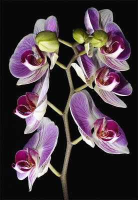 Orchid Symmetrical