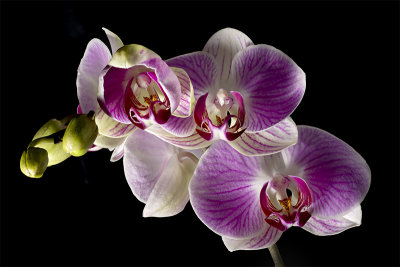 Orchid Pop