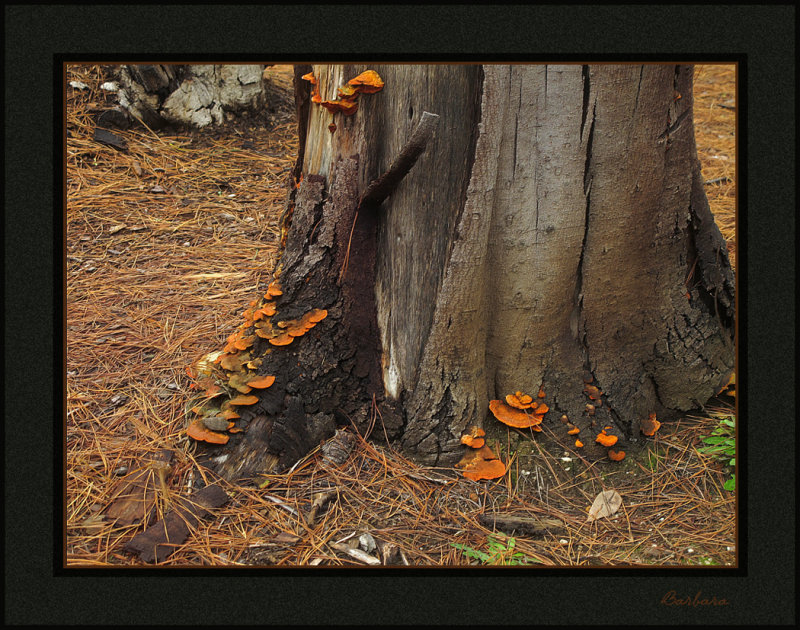 Fungi
