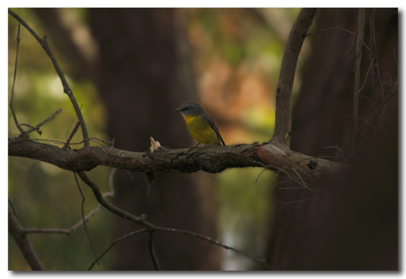 Eastern Yellow Robin 