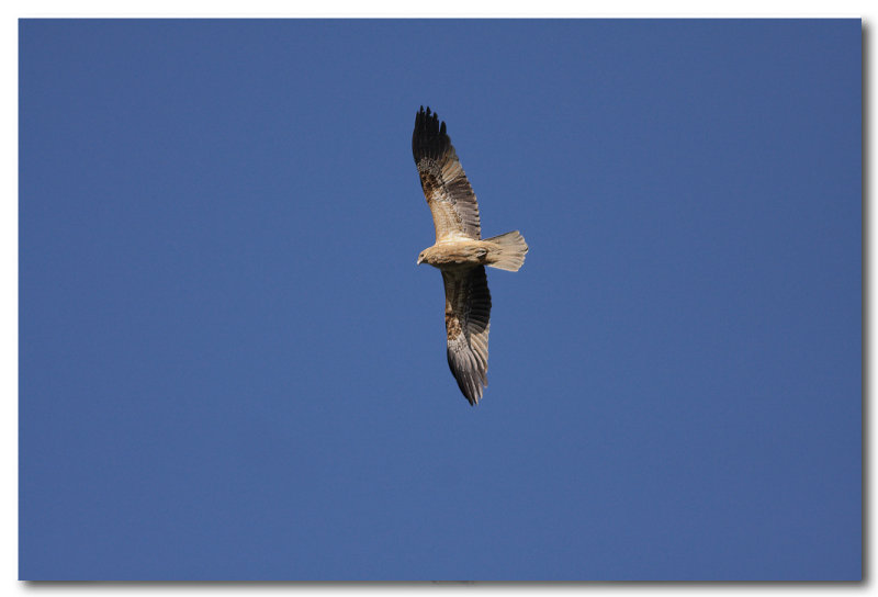 Whistling Kite 