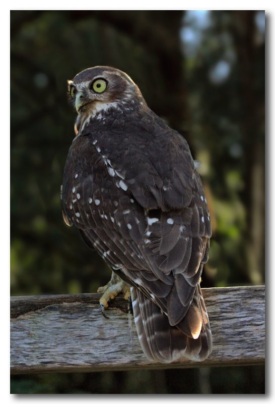 Barking Owl 