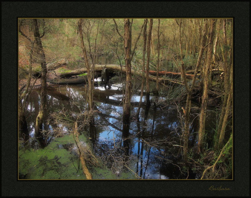 Bald Hills wetland reserve