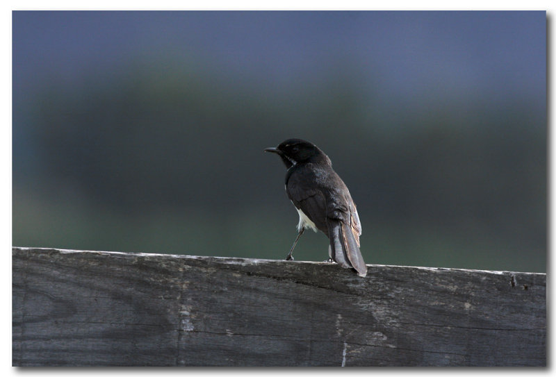 Willy Wagtail 