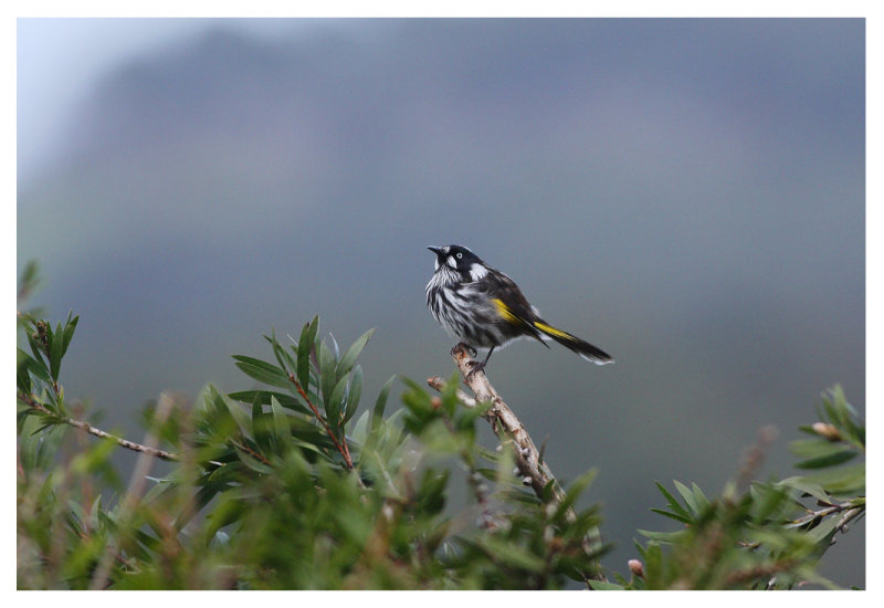 New Holland Honeyeater 