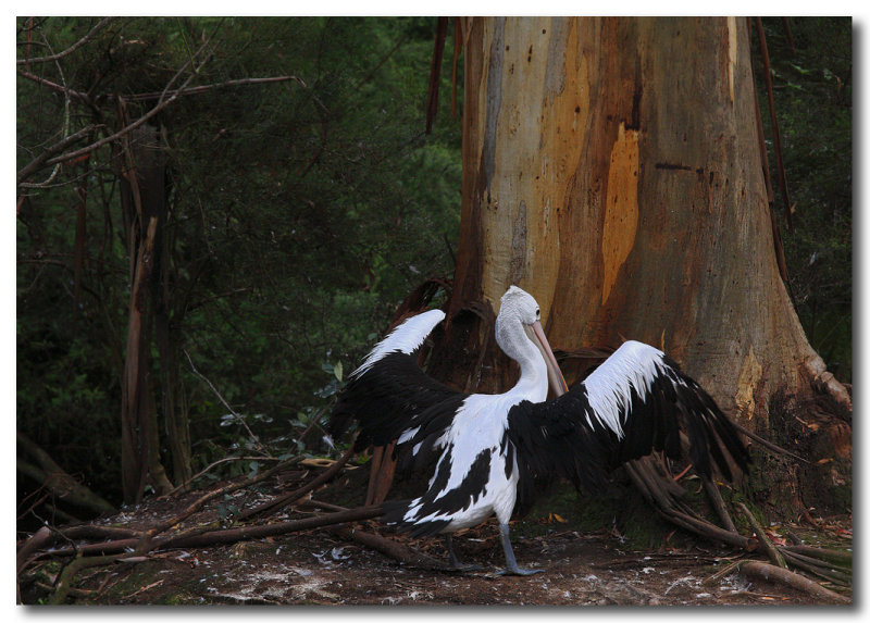 Australian Pelican 