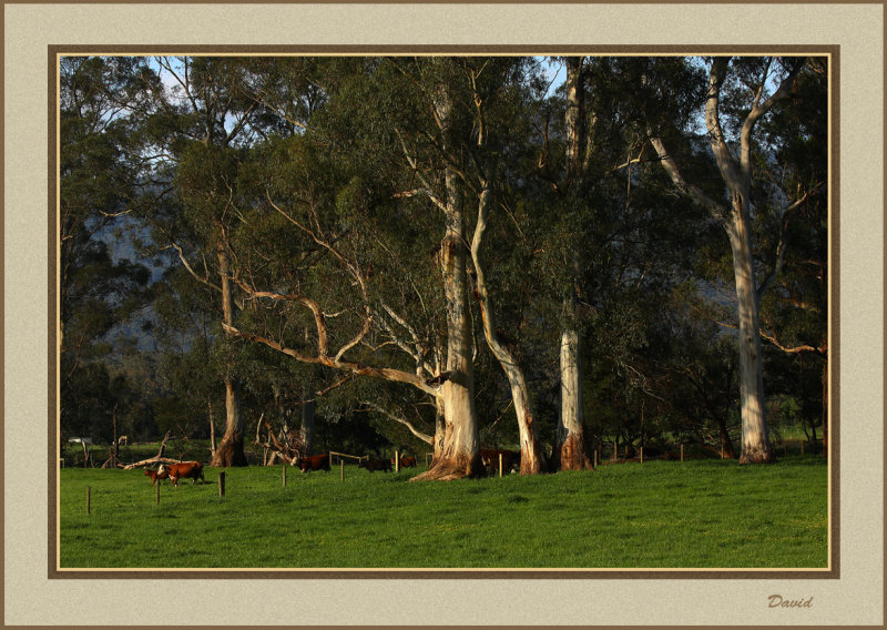 Along the Warburton trail 