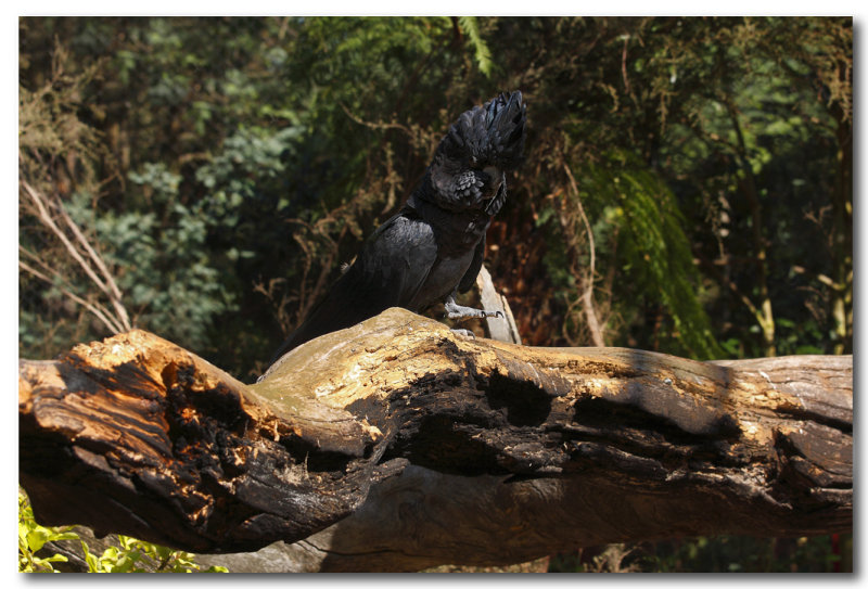 Red-tailed Black Cockatoo 