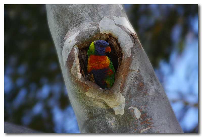 Rainbow Lorikeet 
