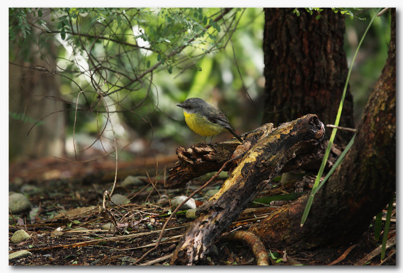 Eastern Yellow Robin