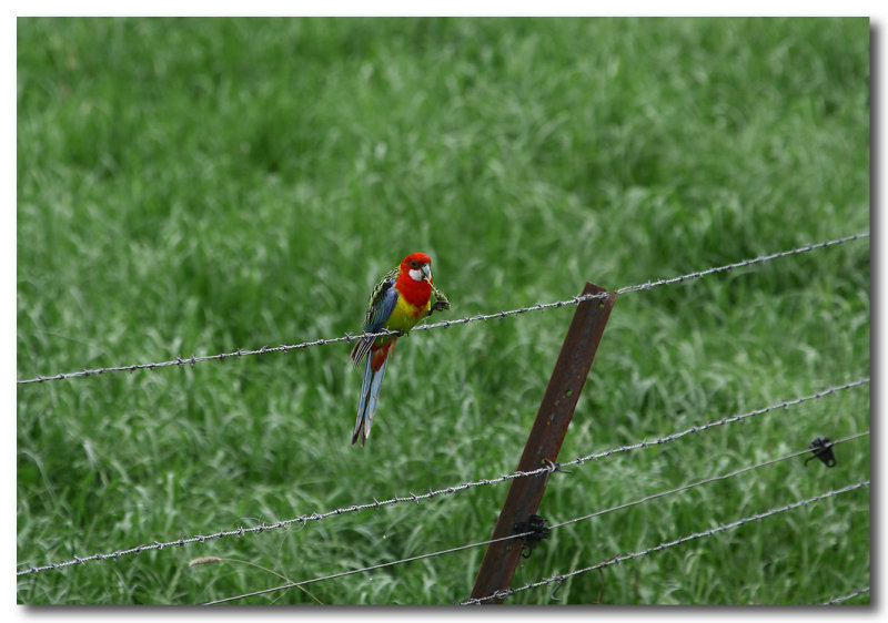 Eastern Rosella