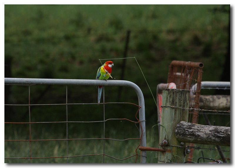 Eastern Rosella 