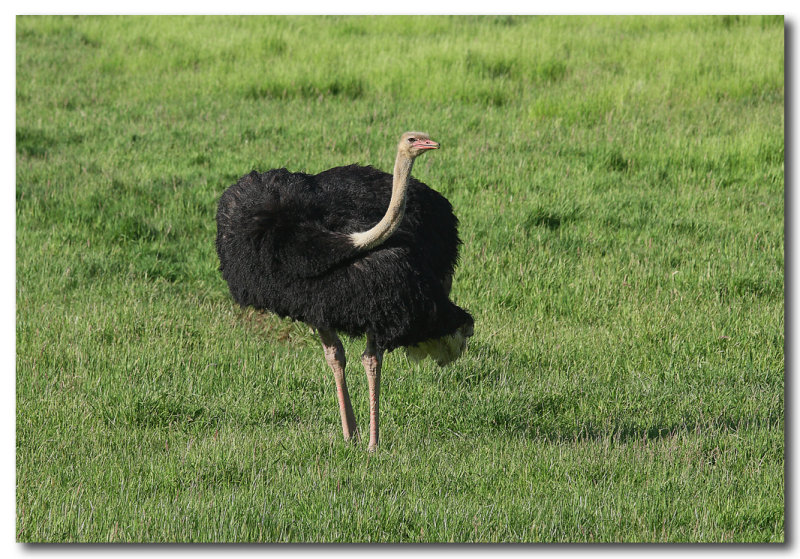 Ostrich
