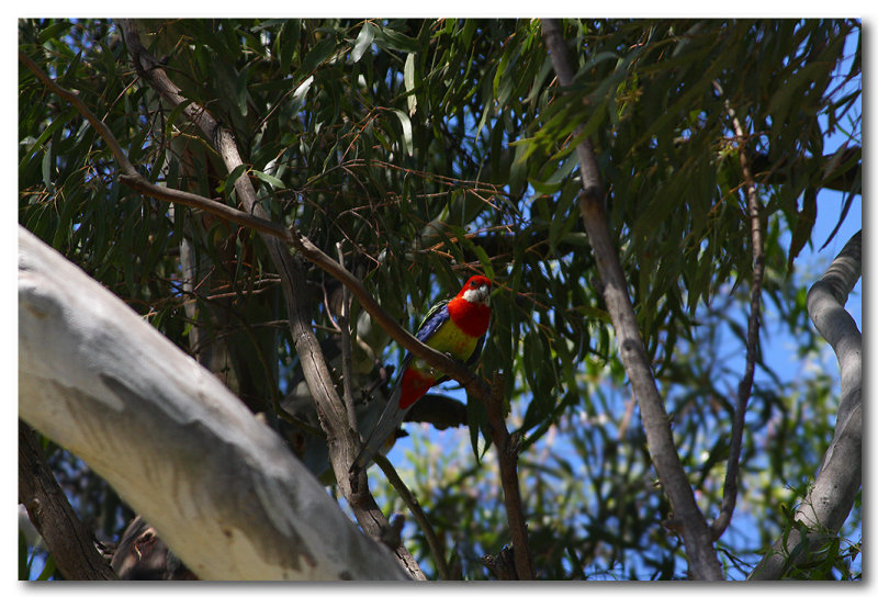 Eastern Rosella 