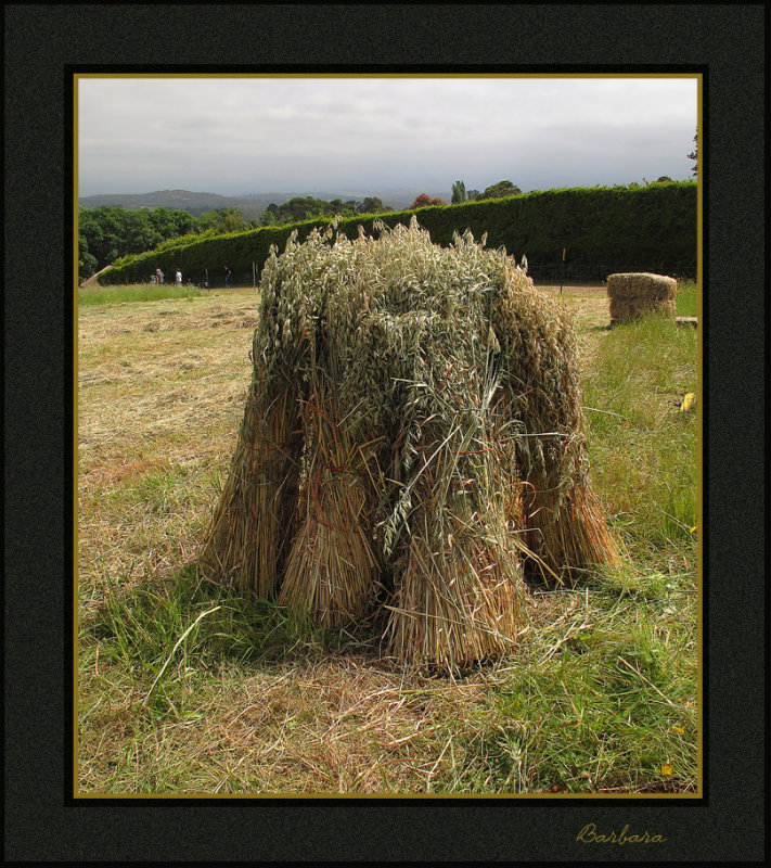 Sheaves of hay