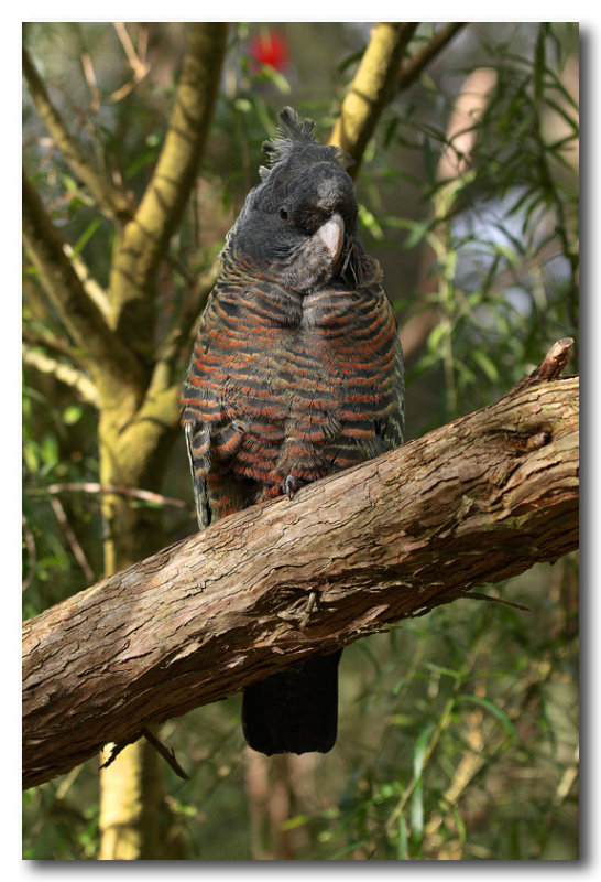 Gang Gang Cockatoo - female