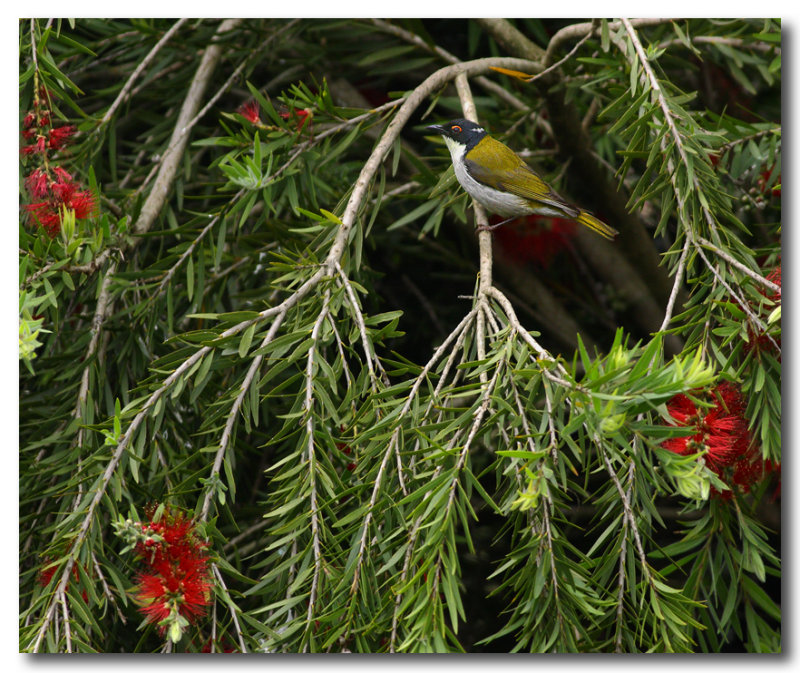 White-naped Honeyeater 