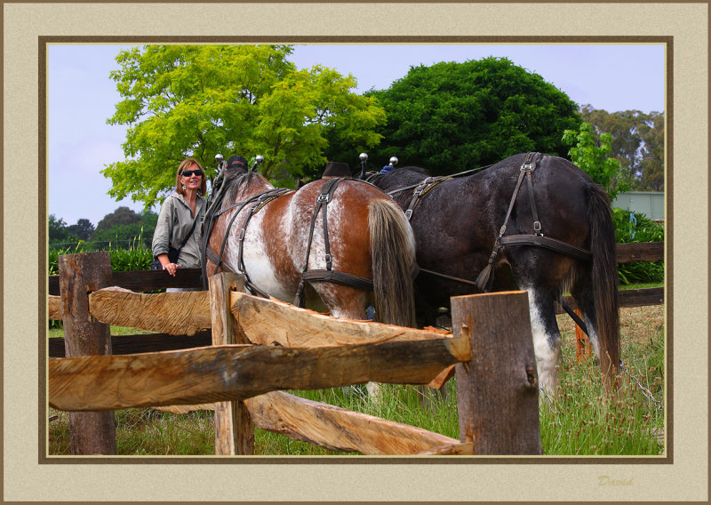 Clydesdales