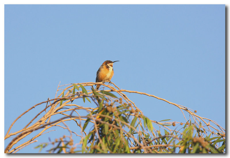 Eastern Spinebill - Male