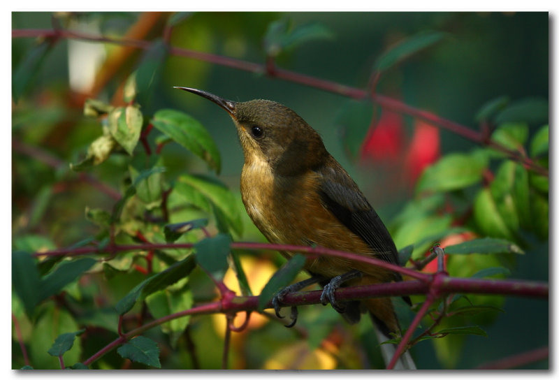 Eastern Spinebill - Juvenile 