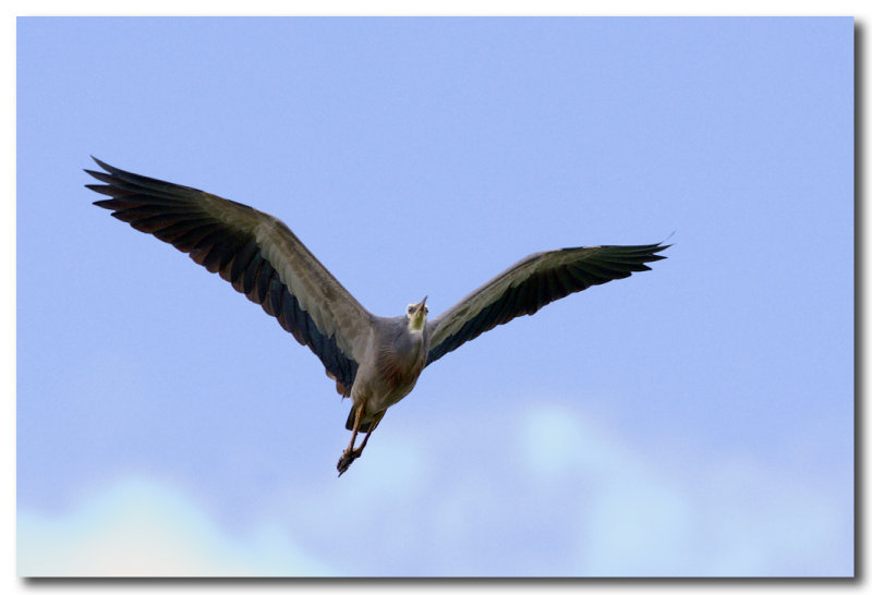 White-faced Heron 
