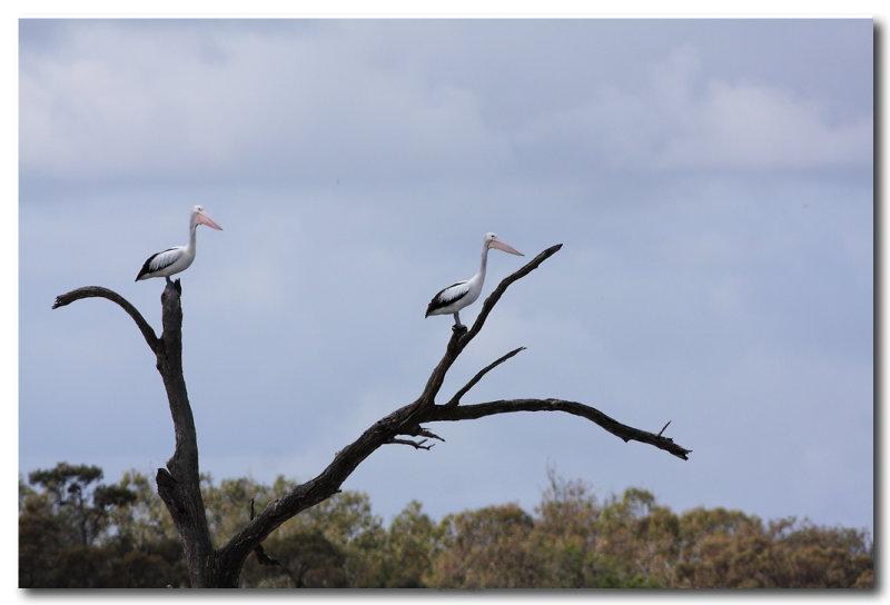 Pelicans
