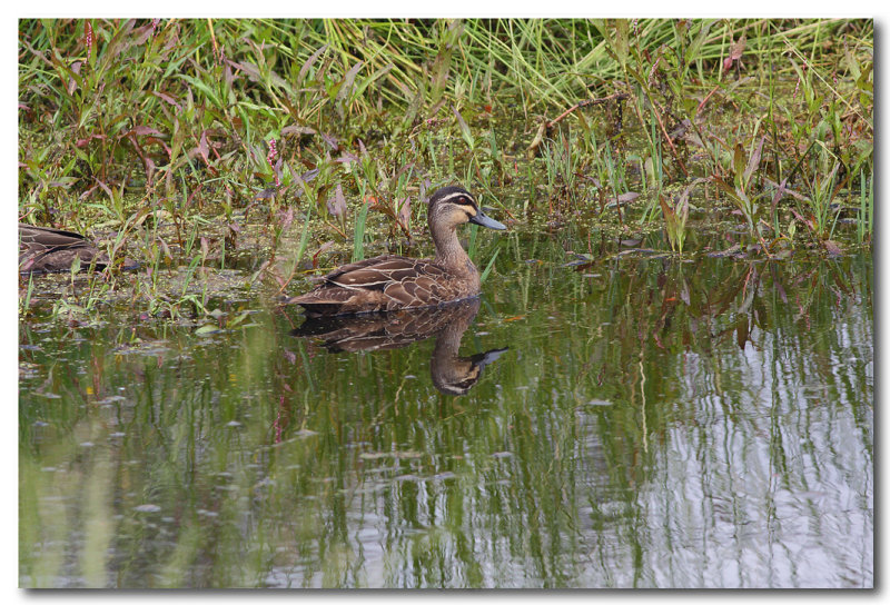 Pacific Black Duck 