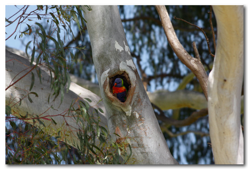 Rainbow Lorikeet 