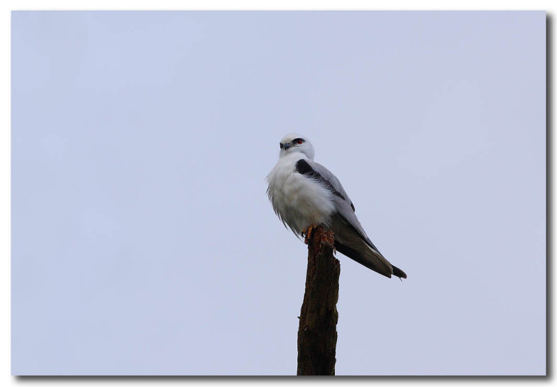 Black shouldered Kite 