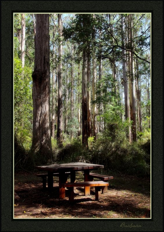 Grants Reserve, Sherbrooke  forest