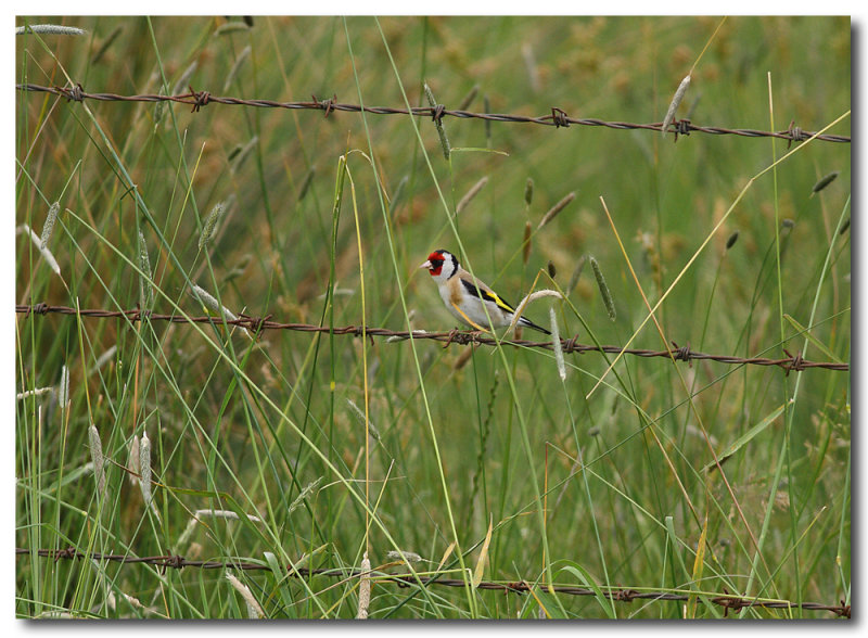 European Goldfinch 