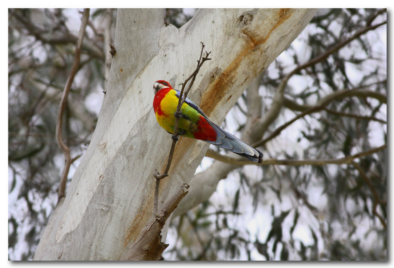 Eastern Rosella 